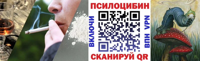 сколько стоит  Шуя  Псилоцибиновые грибы мицелий 